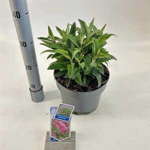 Buddleja d. B. Candy Little Pink 30-40 cm cont. 5,0L