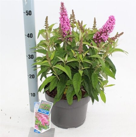 Buddleja d. B. Candy Little Pink 30-40 cm cont. 5,0L - afbeelding 2