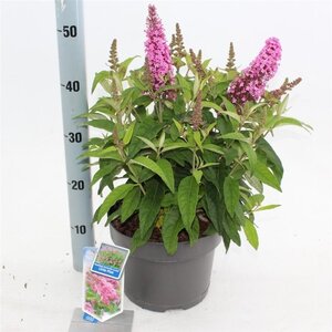 Buddleja d. B. Candy Little Pink 30-40 cm cont. 5,0L - afbeelding 2