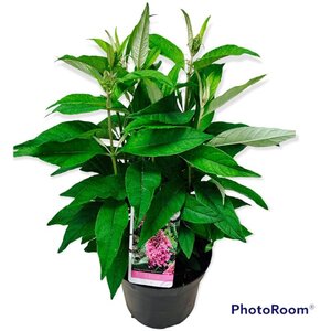 Buddleja d. B. Candy Little Pink 30-40 cm cont. 5,0L - afbeelding 8