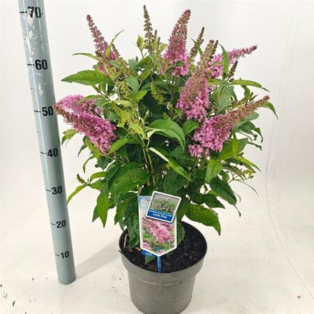 Buddleja d. B. Candy Little Pink 30-40 cm cont. 5,0L - afbeelding 3