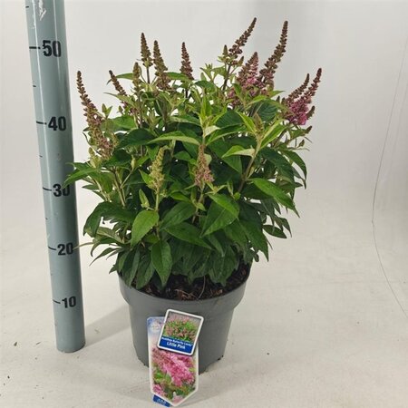Buddleja d. B. Candy Little Pink 30-40 cm cont. 5,0L - afbeelding 4