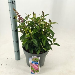 Buddleja d. B. Candy Little Pink 30-40 cm cont. 5,0L - afbeelding 5