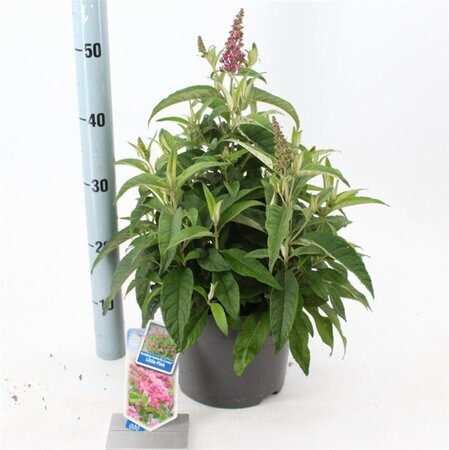Buddleja d. B. Candy Little Pink 30-40 cm cont. 5,0L - afbeelding 6
