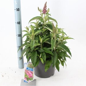 Buddleja d. B. Candy Little Pink 30-40 cm cont. 5,0L - afbeelding 6