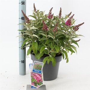 Buddleja d. B. Candy Little Pink 30-40 cm cont. 5,0L - afbeelding 7