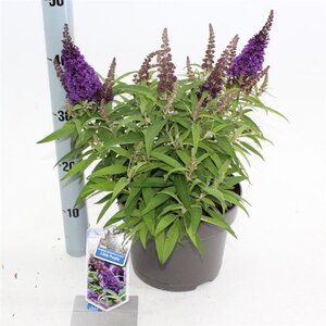 Buddleja d. B. Candy Little Purple 30-40 cm cont. 5,0L