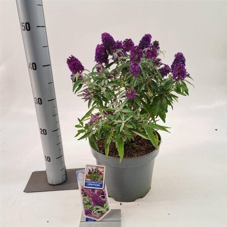 Buddleja d. B. Candy Little Purple 30-40 cm cont. 5,0L - afbeelding 3