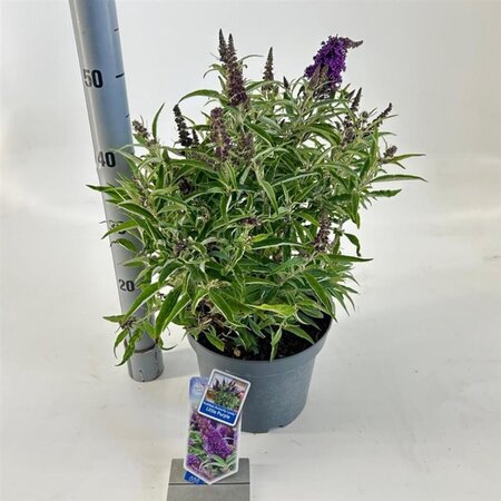 Buddleja d. B. Candy Little Purple 30-40 cm cont. 5,0L - afbeelding 4