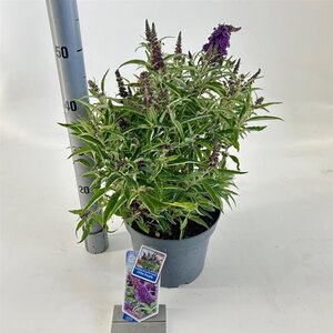 Buddleja d. B. Candy Little Purple 30-40 cm cont. 5,0L - afbeelding 4