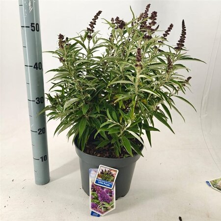 Buddleja d. B. Candy Little Purple 30-40 cm cont. 5,0L - afbeelding 5