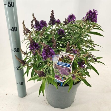 Buddleja d. B. Candy Little Purple 30-40 cm cont. 5,0L - afbeelding 6