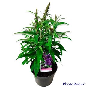 Buddleja d. B. Candy Little Purple 30-40 cm cont. 5,0L