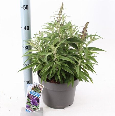 Buddleja d. B. Candy Little Purple 30-40 cm cont. 5,0L - afbeelding 7