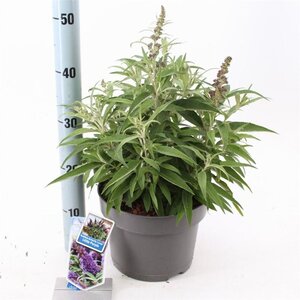 Buddleja d. B. Candy Little Purple 30-40 cm cont. 5,0L - afbeelding 7