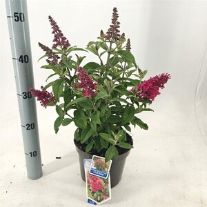 Buddleja d. B. Candy Little Ruby 30-35 cm cont. 3,0L