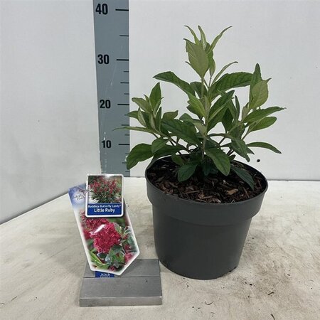 Buddleja d. B. Candy Little Ruby 30-35 cm cont. 3,0L - afbeelding 2