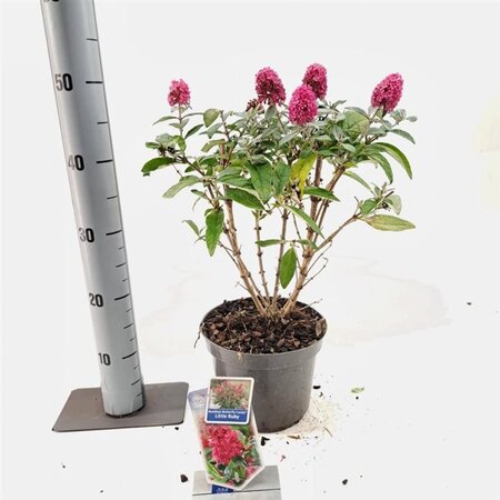 Buddleja d. B. Candy Little Ruby 30-35 cm cont. 3,0L - afbeelding 3