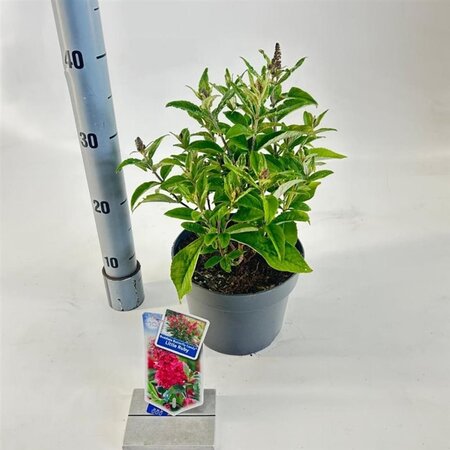 Buddleja d. B. Candy Little Ruby 30-35 cm cont. 3,0L - afbeelding 4