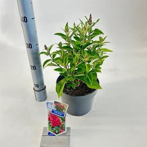 Buddleja d. B. Candy Little Ruby 30-35 cm cont. 3,0L - afbeelding 4
