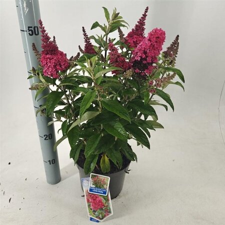 Buddleja d. B. Candy Little Ruby 30-35 cm cont. 3,0L - afbeelding 5