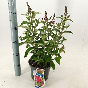 Buddleja d. B. Candy Little Ruby 30-35 cm cont. 3,0L - afbeelding 6