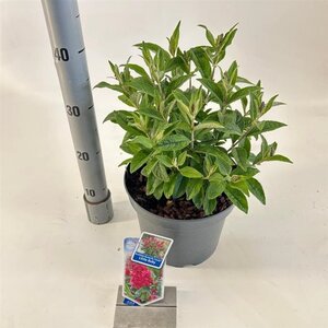 Buddleja d. B. Candy Little Ruby 30-40 cm cont. 5,0L