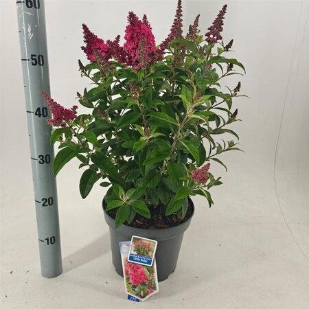Buddleja d. B. Candy Little Ruby 30-40 cm cont. 5,0L - afbeelding 2