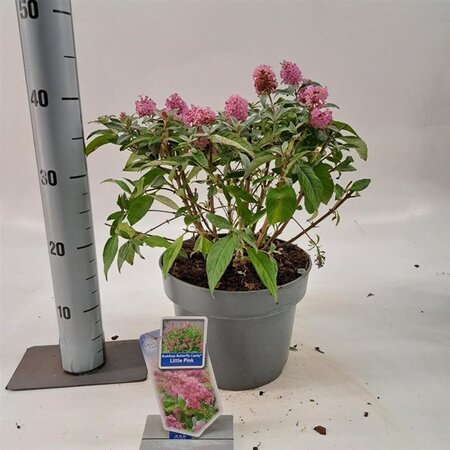 Buddleja d. B. Candy Little Ruby 30-40 cm cont. 5,0L - afbeelding 3
