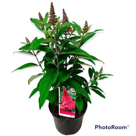 Buddleja d. B. Candy Little Ruby 30-40 cm cont. 5,0L