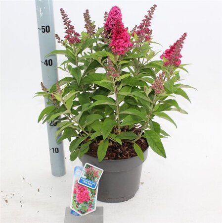 Buddleja d. B. Candy Little Ruby 30-40 cm cont. 5,0L - afbeelding 4