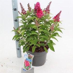 Buddleja d. B. Candy Little Ruby 30-40 cm cont. 5,0L - afbeelding 4