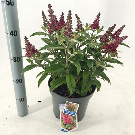 Buddleja d. B. Candy Little Ruby 30-40 cm cont. 5,0L - afbeelding 5