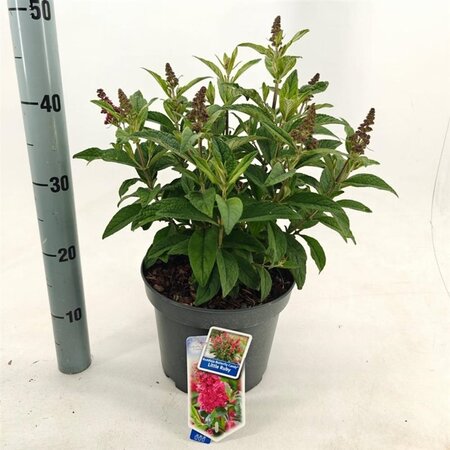 Buddleja d. B. Candy Little Ruby 30-40 cm cont. 5,0L - afbeelding 6