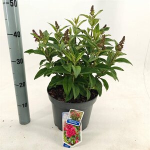 Buddleja d. B. Candy Little Ruby 30-40 cm cont. 5,0L - afbeelding 6
