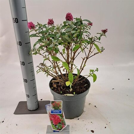 Buddleja d. B. Candy Little Ruby 30-40 cm cont. 5,0L - afbeelding 7