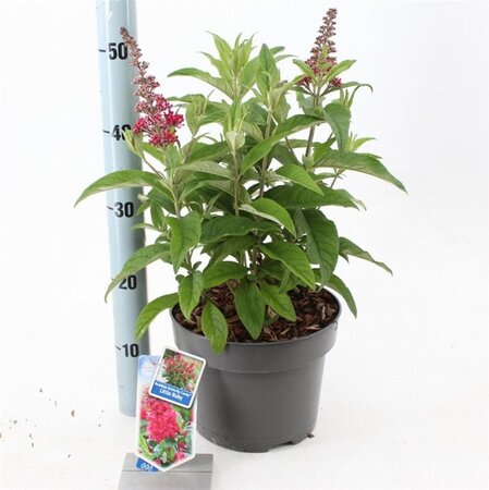 Buddleja d. B. Candy Little Ruby 30-40 cm cont. 5,0L - afbeelding 8