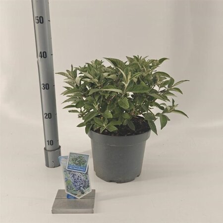 Buddleja d. B. Candy Lila Sweeth. 30-40 cm cont. 5,0L - afbeelding 1