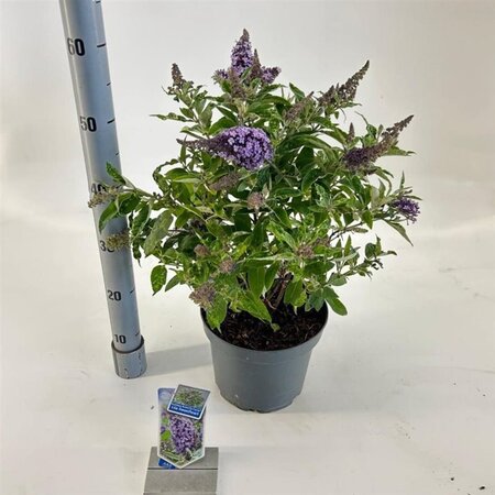 Buddleja d. B. Candy Lila Sweeth. 30-40 cm cont. 5,0L - afbeelding 2