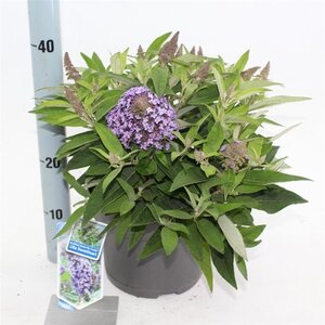 Buddleja d. B. Candy Lila Sweeth. 30-40 cm cont. 5,0L - afbeelding 3