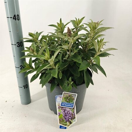 Buddleja d. B. Candy Lila Sweeth. 30-40 cm cont. 5,0L - afbeelding 4