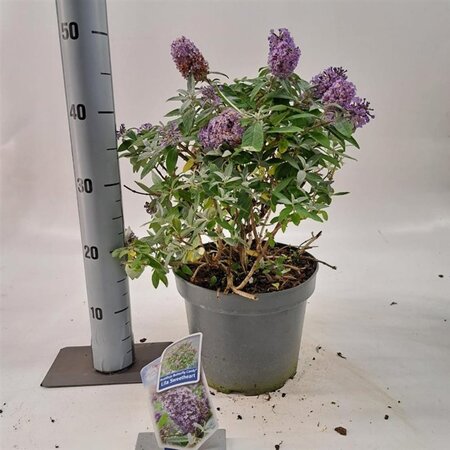 Buddleja d. B. Candy Lila Sweeth. 30-40 cm cont. 5,0L - afbeelding 5