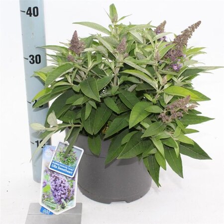 Buddleja d. B. Candy Lila Sweeth. 30-40 cm cont. 5,0L - afbeelding 6
