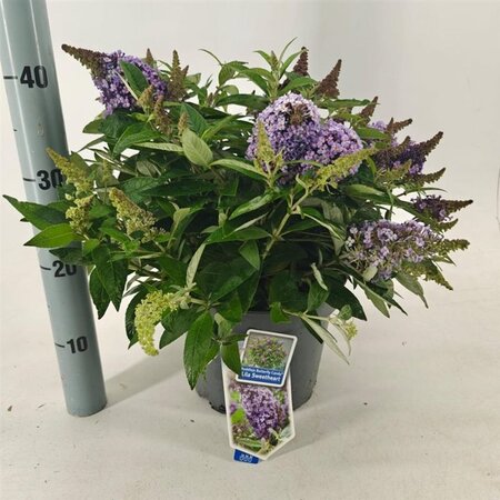 Buddleja d. B. Candy Lila Sweeth. 30-40 cm cont. 5,0L - afbeelding 7