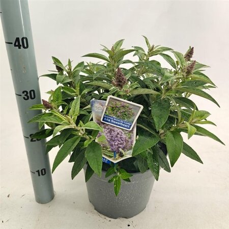Buddleja d. B. Candy Lila Sweeth. 30-40 cm cont. 5,0L - afbeelding 8