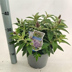 Buddleja d. B. Candy Lila Sweeth. 30-40 cm cont. 5,0L - afbeelding 8