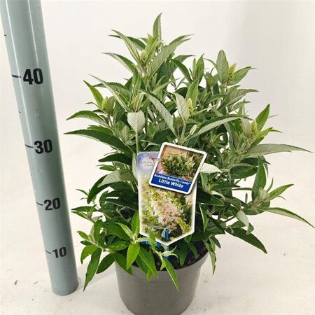 Buddleja d. B. Candy Little White 30-35 cm cont. 3,0L - afbeelding 1