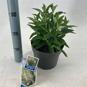 Buddleja d. B. Candy Little White 30-35 cm cont. 3,0L - afbeelding 2