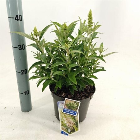 Buddleja d. B. Candy Little White 30-35 cm cont. 3,0L - afbeelding 3