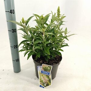 Buddleja d. B. Candy Little White 30-35 cm cont. 3,0L - afbeelding 3